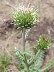 Carduus macrocephalus image