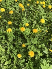 Taraxacum officinale