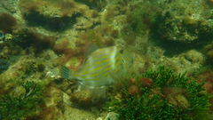 Eubalichthys mosaicus
