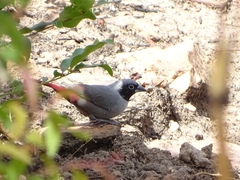 Lagonosticta larvata nigricollis