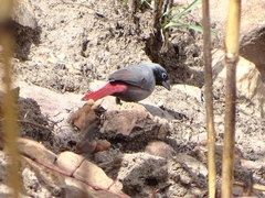 Lagonosticta larvata nigricollis