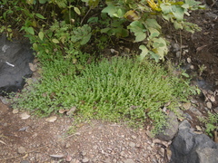 Hygrophila serpyllum