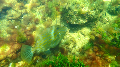 Eubalichthys mosaicus