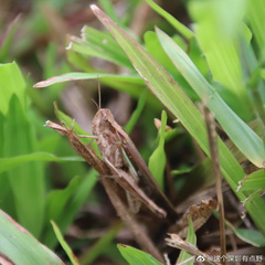 Aiolopus thalassinus