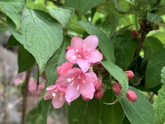 Weigela hortensis