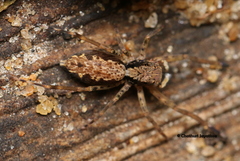 Spartaeus spinimanus