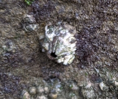 Austrominius modestus