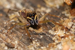 Spartaeus spinimanus