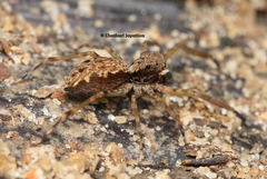 Spartaeus spinimanus