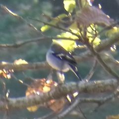 Fringilla coelebs africana