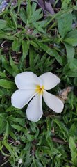 Plumeria obtusa