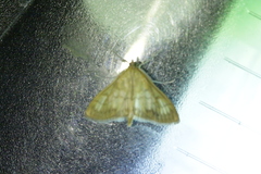 Paratalanta hyalinalis