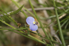 Comesperma volubile