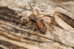 Spartaeus spinimanus