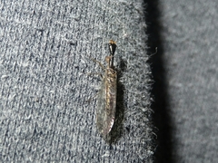 Xanthostigma xanthostigma