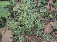 Strobilanthes pavala