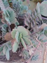 Kalanchoe marnieriana