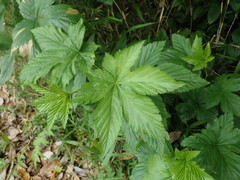 Rubus trifidus