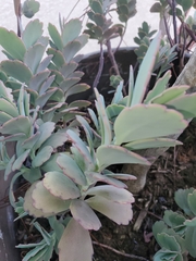 Kalanchoe marnieriana
