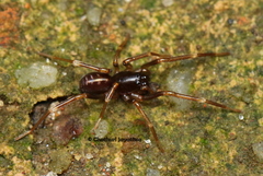 Oedignatha