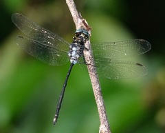 Pornothemis starrei