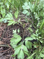 Ranunculus repens