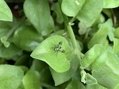 Condylostylus occidentalis