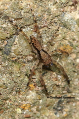 Spartaeus spinimanus