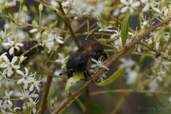Diaphonia