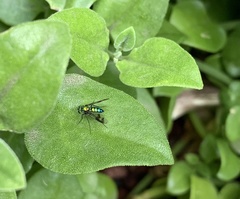 Condylostylus occidentalis