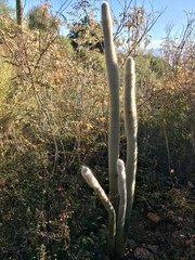 Cleistocactus strausii