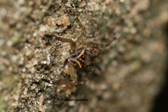 Spartaeus spinimanus