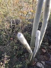 Cleistocactus strausii