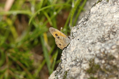 Hypocysta euphemia