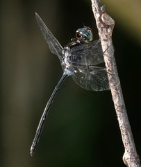 Pornothemis starrei