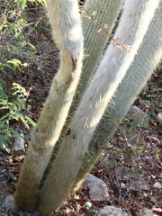 Cleistocactus strausii