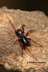 Oedignatha
