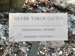 Cleistocactus strausii