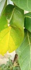 Calotropis procera image