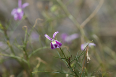 Lithotoma axillaris