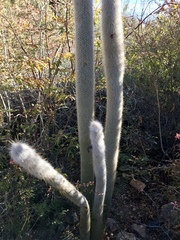 Cleistocactus strausii