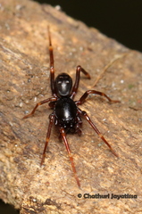 Oedignatha