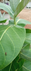 Calotropis procera