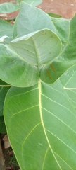Calotropis procera