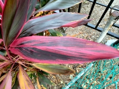 Cordyline fruticosa