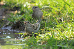 Passer domesticus tingitanus