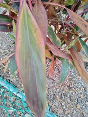 Cordyline fruticosa