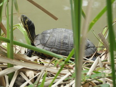 Trachemys scripta