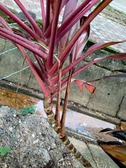 Cordyline fruticosa