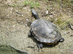 Trachemys scripta